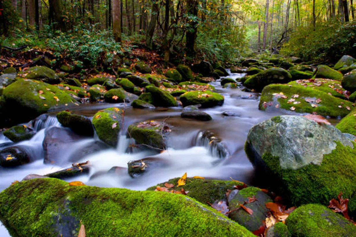 A serene creek flows over mossy rocks, surrounded by green forest. The gentle water and abundant foliage create a peaceful, immersive setting ideal for nature walks, birdwatching, or quiet moments of reflection.
