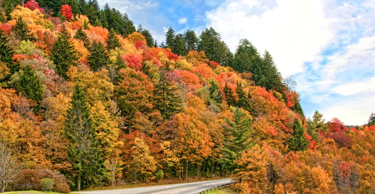 A picturesque view of a winding road cutting through vibrant autumn foliage, with distant hills creating a stunning mountain backdrop. The scene is tranquil and encourages exploration and scenic drives.